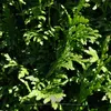 Lebensbaum Thuja Brabant 180-200 cm, 5x Heckenpflanze Produktbild-Vorschau 2