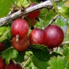 Angrešt Červený Hinnonmaki Rot 2L Náhled obrázku produktu 4