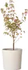 Japonský javor - Acer palmatum 'Taylor' - Výška 50-60cm - Náhľad obrázku produktu 7
