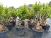Punica Granatum 160 - 190 cm, uriger, alter & knorriger Produktbild-Vorschau 2