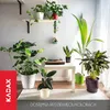 A collection of houseplants in various pots arranged in a living room setting. Podgląd zdjęcia produktu