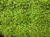 6 x Soleirolia soleirolii - Bubiceps hrniec 9 x 9 cm Náhľad obrázku produktu 1