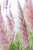 A close-up view of pink pampas grass plumes against a bright sky. Produktbild-Vorschau