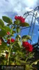 GardenAndPools Rosenbogen HOLLAND Lilie-Spitze B1,60 m Produktbild-Vorschau 3