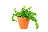 Gardners Ficus pumila, průměr 8,5 cm Náhled obrázku produktu 1