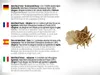 DR WAKDE'S Safed Musli Pulver (Chlorophytum borivilianum) - Produktbild-Vorschau 4