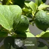 Citronnier meyer - citrus meyer - agrume méditerranéen - Voir les images du produit 2