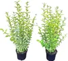 10 Goldliguster - Heckenpflanzen Set - Ligustrum Produktbild-Vorschau 1