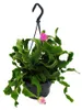 Epiphyllum guatemalense var. monstrose - hängender Produktbild-Vorschau 1