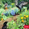 KADAX Siatka Ochronna Przeciw Ptakom Na Ptaki 5x50m Podgląd zdjęcia produktu 4