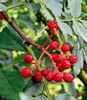 BALDUR Garten 1x Szechuan-Pfeffer, Pflanze im 1 Liter-Topf, Produktbild-Vorschau 2