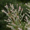 Bloomique - 2er-Set - Salix Integra Flamingo - bunte Weide Produktbild-Vorschau 6