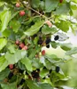BALDUR Garten 1x Maulbeere BonBon Berry®, Pflanze im 13 Produktbild-Vorschau 5