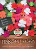 SPERLI Fleißiges Lieschen Samen Leuchtfeuer Impatiens Produktbild-Vorschau 3
