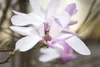 Magnolia liliiflora 'Susan', Purpur-Magnolie, purpurrosa, Produktbild-Vorschau 6