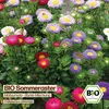 Samenliebe Semi biologici di aster | Matsumoto - colorati e Anteprima dell’immagine prodotto 4