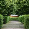 Buchsbaumdünger Spezialdünger Für Buchsbaum Buxus Illex Produktbild-Vorschau 5