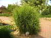 Stauden Gänge 5 x Miscanthus sinensis 'Strictus' im 1 Liter Produktbild-Vorschau 5