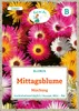 Mittagsblume Mischung | Mittagsblumensamen von Grüne Fee Produktbild-Vorschau 1