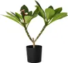 Frangipanier hawaii - Plumeria rubra 'Rose' - Hauteur Voir les images du produit 1