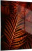 Bilder auf glas - Einteilig - Rot Blätter Palmen - 50x70cm Produktbild-Vorschau 1