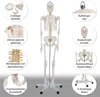 Skelett Schulskelett inkl. Stativ 178 cm, Anatomie Skelett Produktbild-Vorschau 2