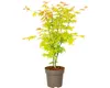 Japanse esdoorn 'Orange Dream', oranje bladkleur. Hoogte: Productafbeelding-voorbeeld 4