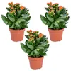 Kalanchoe | Pomarańczowy (3 sztuki) - Roślina doniczkowa i Podgląd zdjęcia produktu 1