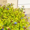 Bloomique - Zestaw 6 szt. - Ceratostigma Plumbaginoides - Podgląd zdjęcia produktu 3