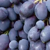Winorośl Kodrianka 2L Podgląd zdjęcia produktu 1