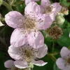 Close-up of pink blackberry flowers with green foliage in the background. Produktbild-Vorschau