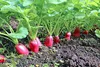 SAFLAX - Bio - Rzodkiewki - Śniadanie - 150 Nasiona - Podgląd zdjęcia produktu 6