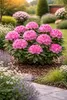 Rhododendron 'Roseum Elegans' 15–20 cm – winterharte Produktbild-Vorschau 1