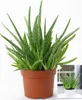 BALDUR Garten Echte Aloe Vera, 1 Pflanze, hoch im 12 Produktbild-Vorschau 2