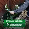 GardenGloss® Strauchstützen aus beschichtetem Stahl (10 Produktbild-Vorschau 6
