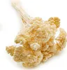 Getrocknete Schafgarbe (Achillea) - Gebleicht Produktbild-Vorschau 1