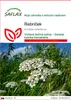 SAFLAX - rebríček - Achillea millefolium - 200 Semená Náhľad obrázku produktu 1