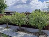 Geflochtener Weidenbaum 180 cm Geflochtene Weide - Produktbild-Vorschau 8