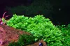 Aquarium Pflanze Staurogyne repens Tropica Nr.049G Produktbild-Vorschau 2