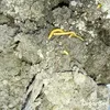Soil Insects Bodeninsekten-Konzentrat - 1000 ml für 1000 Produktbild-Vorschau 6