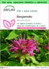 SAFLAX Garden to go - Bergamotto - 20 semi - Monarda Anteprima dell’immagine prodotto 1