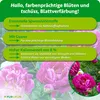 Purgrün Pfingstrosen-Dünger 1 Liter Produktbild-Vorschau 3