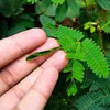 GROW2GO Mimose Starter Kit Anzuchtset - Pflanzset aus Produktbild-Vorschau 4