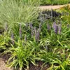 Lilientraube 'Ingwersen' 6x - Ø 14 cm - ↨ 25 cm Produktbild-Vorschau 3