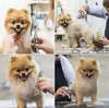 Hundeschere mit Rundspitze Kamm Fellpflege-Set Hunde Katzen Produktbild-Vorschau 3