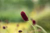 Großer Wiesenknopf, im Topf - Sanguisorba officinalis Produktbild-Vorschau 7