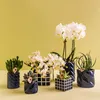 Sada Kolibri Orchids s bílou orchidejí Amabilis a Náhled obrázku produktu 5