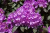 Rhododendron 'Roseum Elegans', rosa Blüten, 30–40 cm Produktbild-Vorschau 3