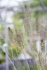 Pennisetum alopecuroides 'Hameln', Lampenputzergras, ca. Produktbild-Vorschau 5
