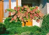 A flowering hydrangea tree in front of a house with a wooden door and brick wall. Produktbild-Vorschau